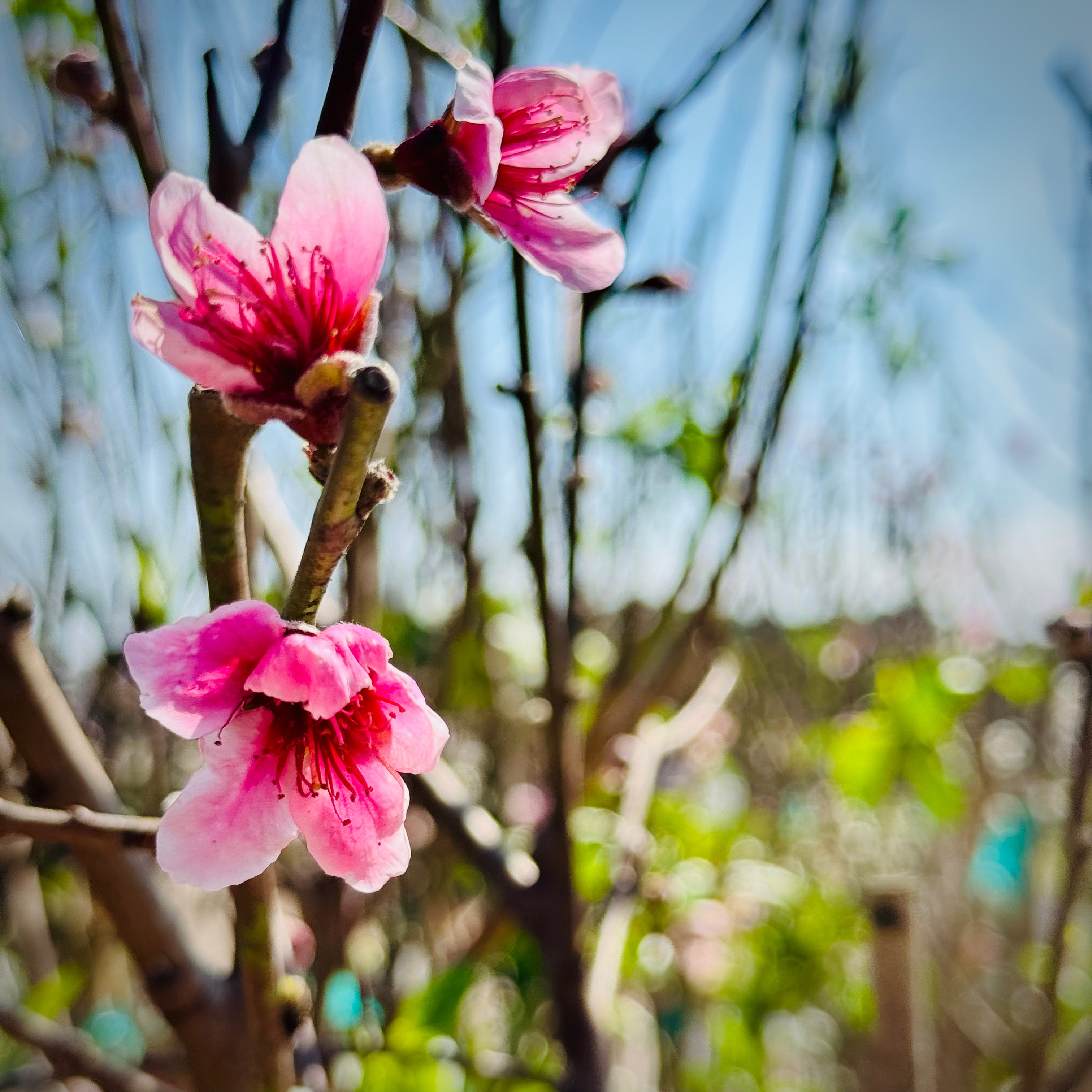 Fruit Trees