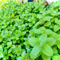 Herbs