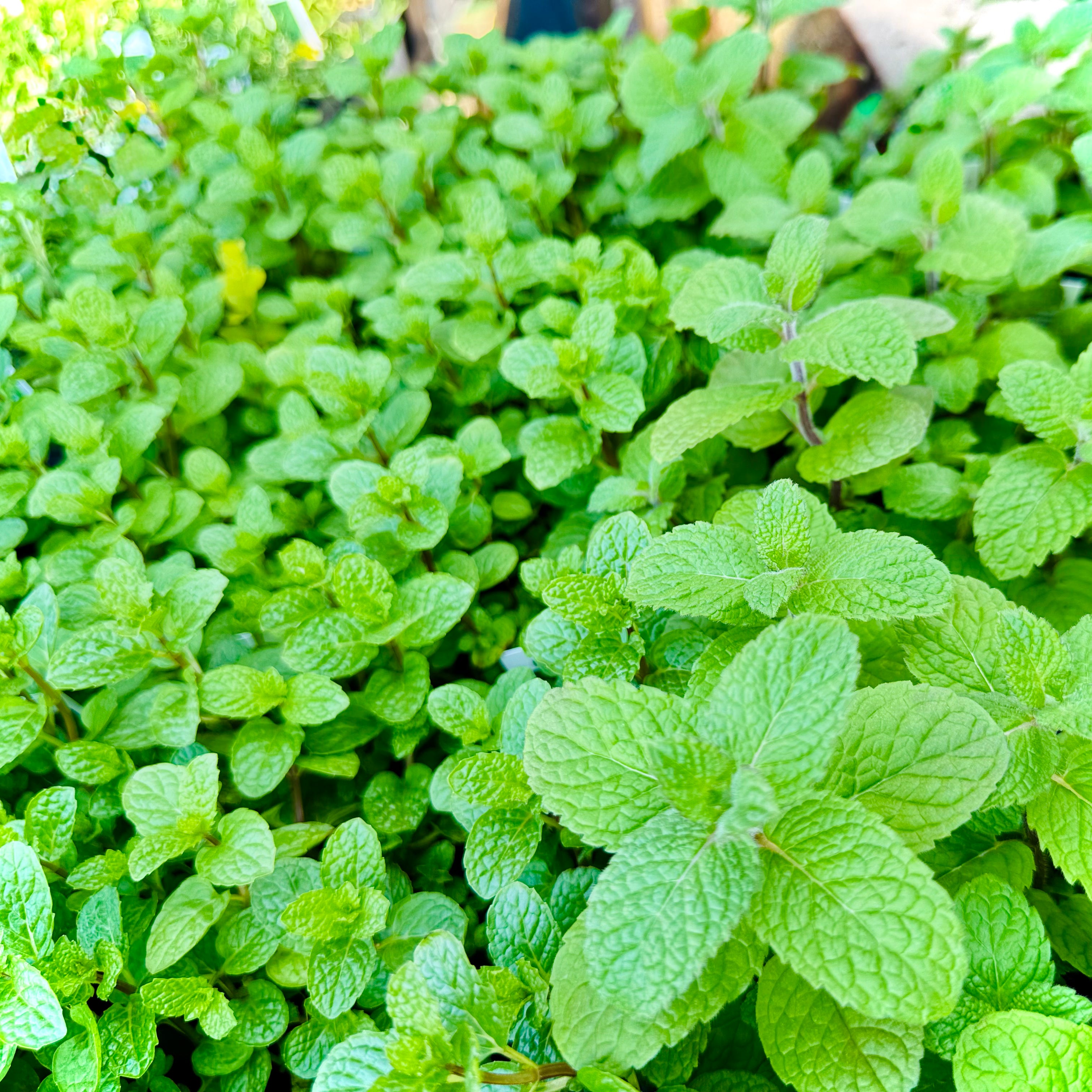 Herbs