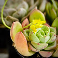 Succulents