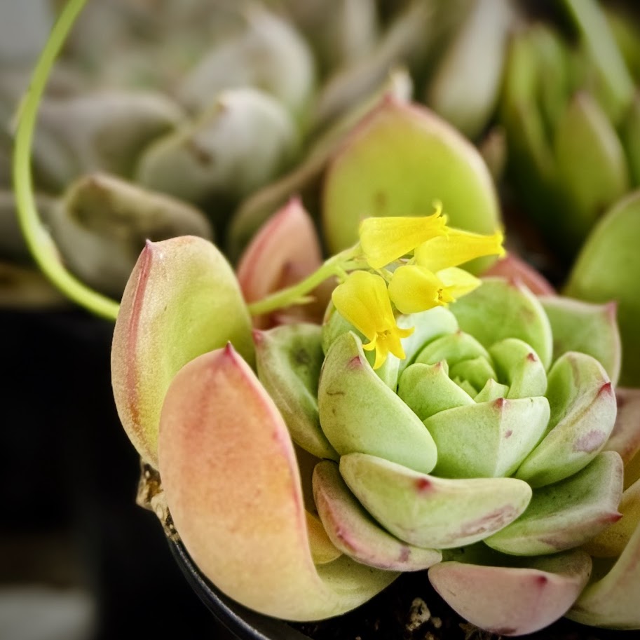 Succulents