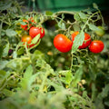 Vegetable Plants