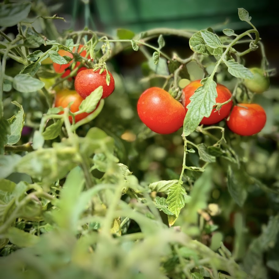 Vegetable Plants