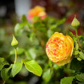 Roses