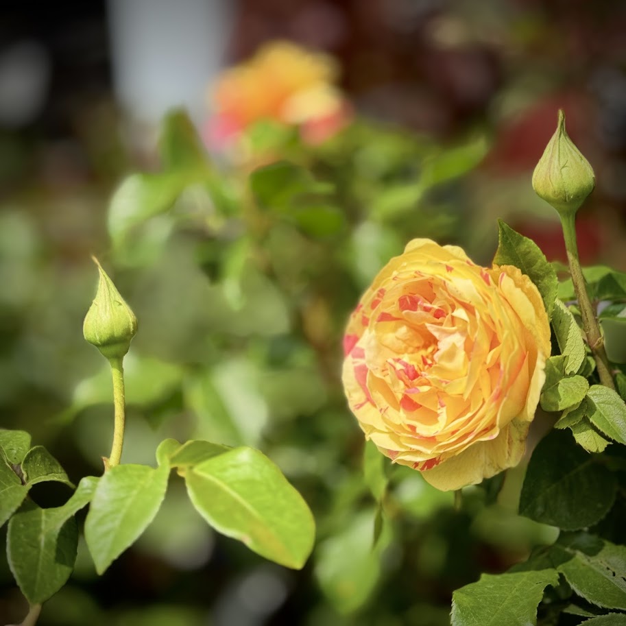 Roses