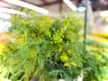 Fresh Home Grown Dill