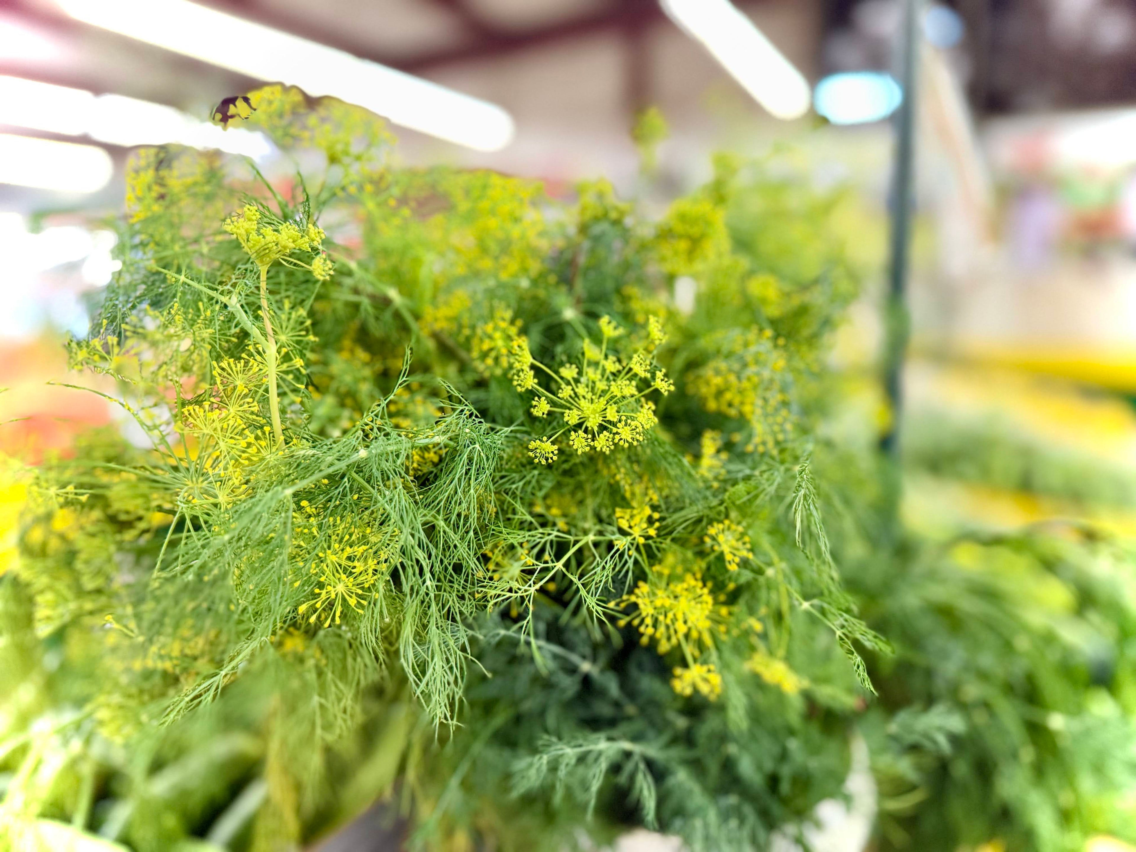 Fresh Home Grown Dill