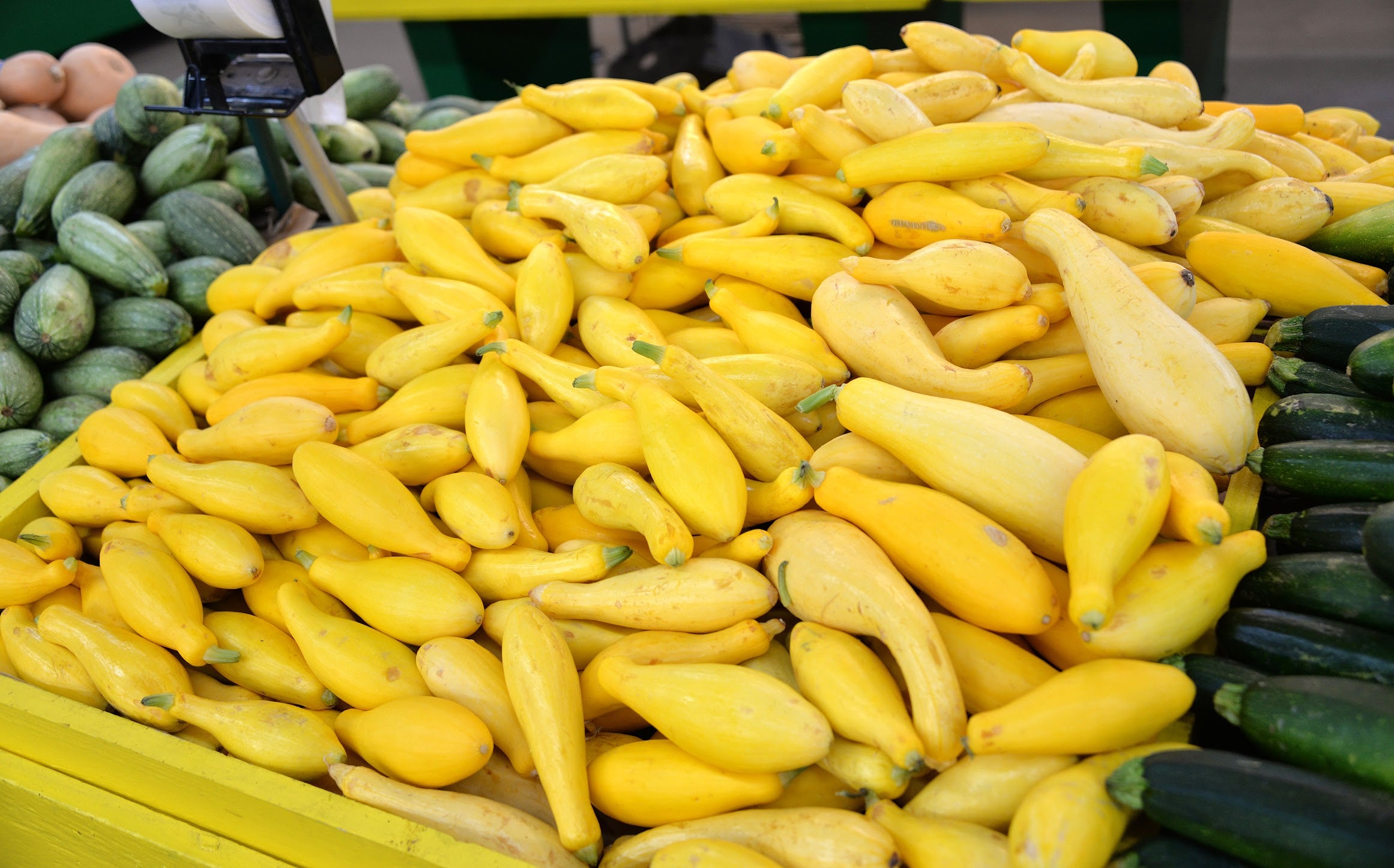 Fresh Home Grown Yellow Squash